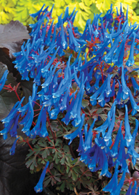 Corydalis 'Blue Heron'